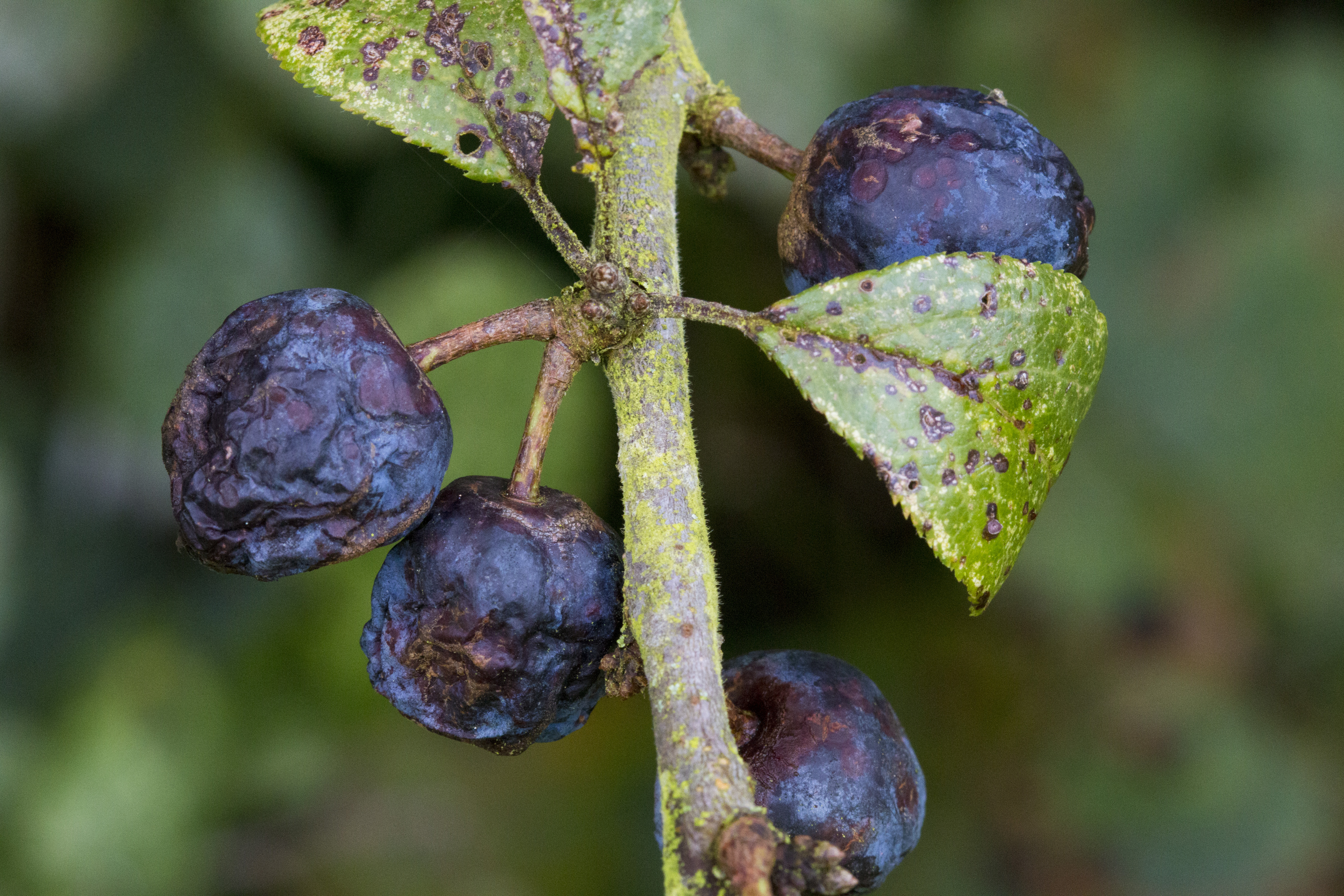 Black berries in decay