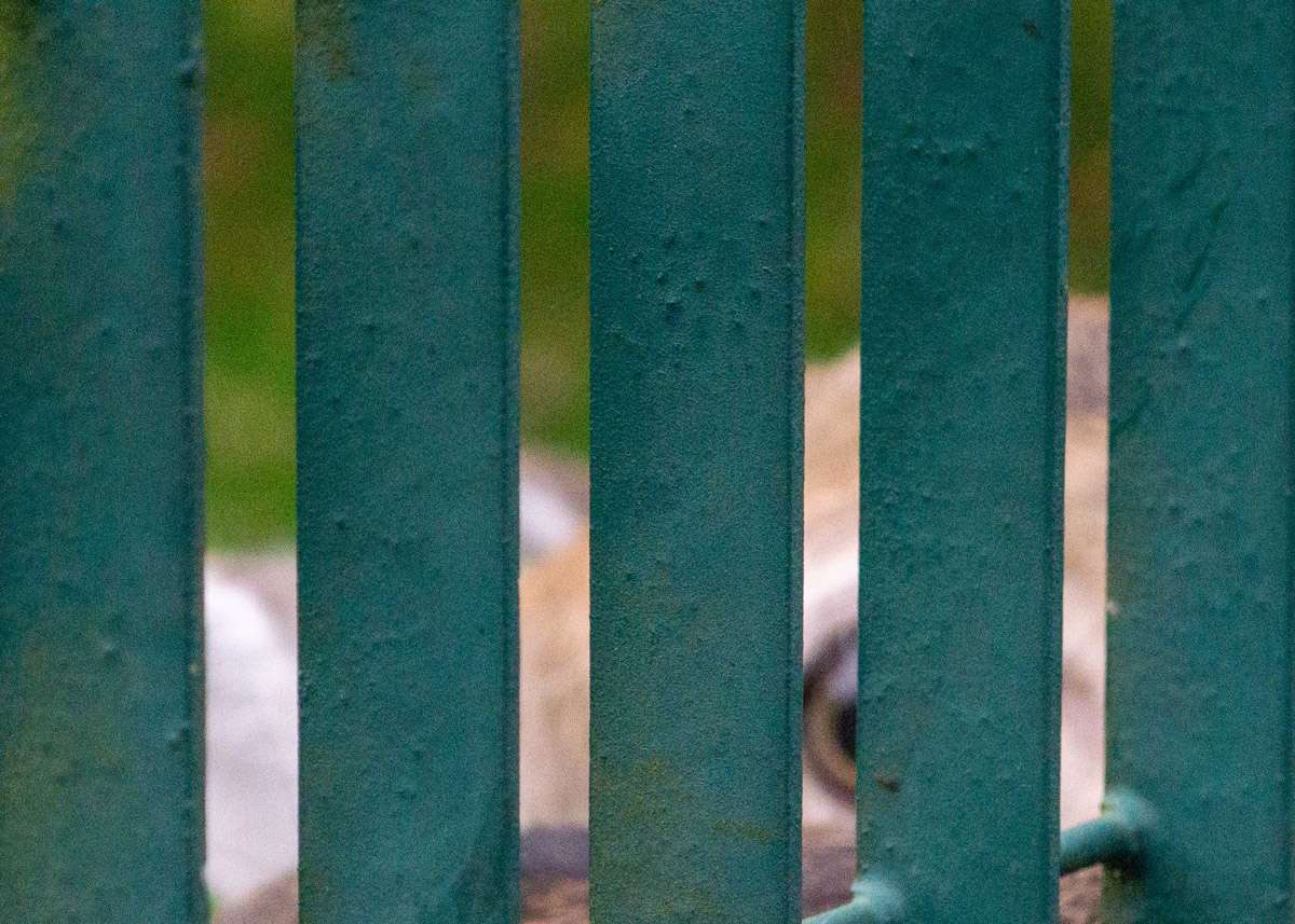 Deer through fence by Ray Duffill TEMP